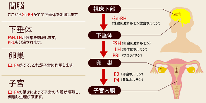 黄体 形成 ホルモン